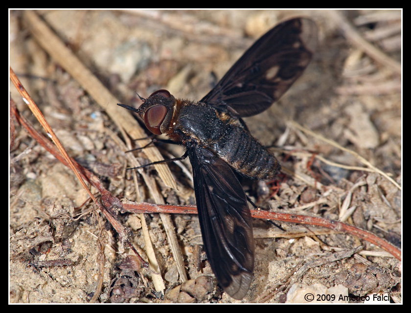 Heteralonia megerlei (Bombyliidae)